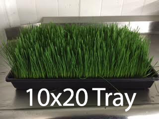 Wheatgrass tray example